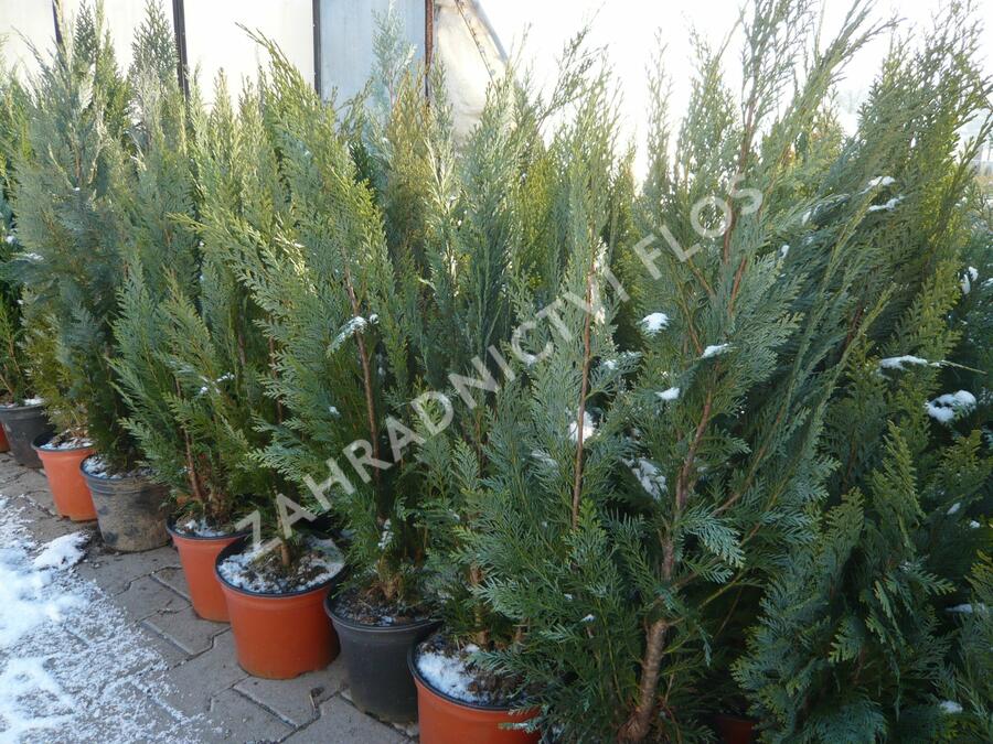 Cypřišek Lawsonův 'Alumii' - Chamaecyparis lawsoniana 'Alumii'
