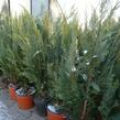 Cypřišek Lawsonův 'Alumii' - Chamaecyparis lawsoniana 'Alumii'