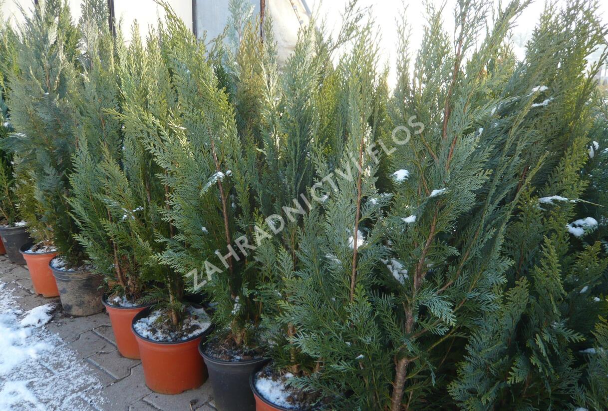 Cypřišek Lawsonův 'Alumii' - Chamaecyparis lawsoniana 'Alumii'