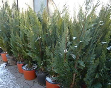 Cypřišek Lawsonův 'Alumii'