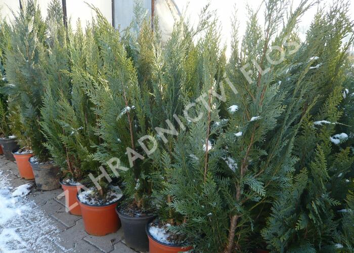Cypřišek Lawsonův 'Alumii' - Chamaecyparis lawsoniana 'Alumii'