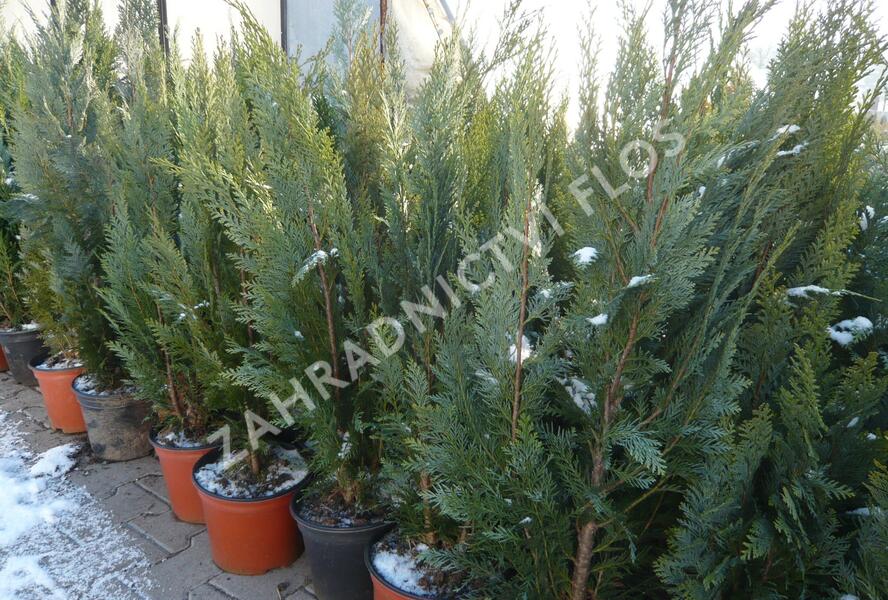 Cypřišek Lawsonův 'Alumii' - Chamaecyparis lawsoniana 'Alumii'