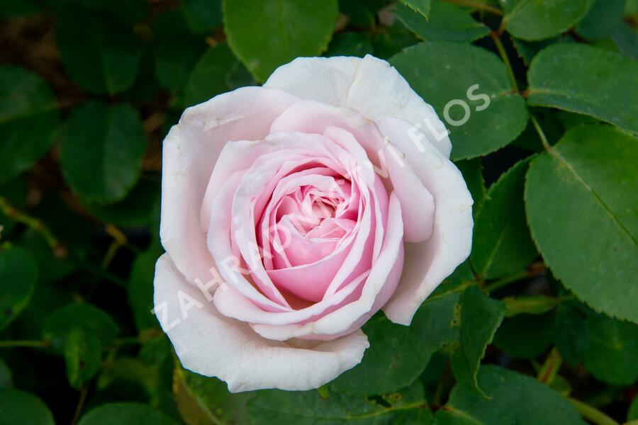 Růže pnoucí Kordes 'Rosanna' - Rosa PN 'Rosanna'