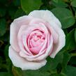 Růže pnoucí Kordes 'Rosanna' - Rosa PN 'Rosanna'