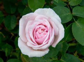 Růže pnoucí Kordes 'Rosanna' - Rosa PN 'Rosanna'