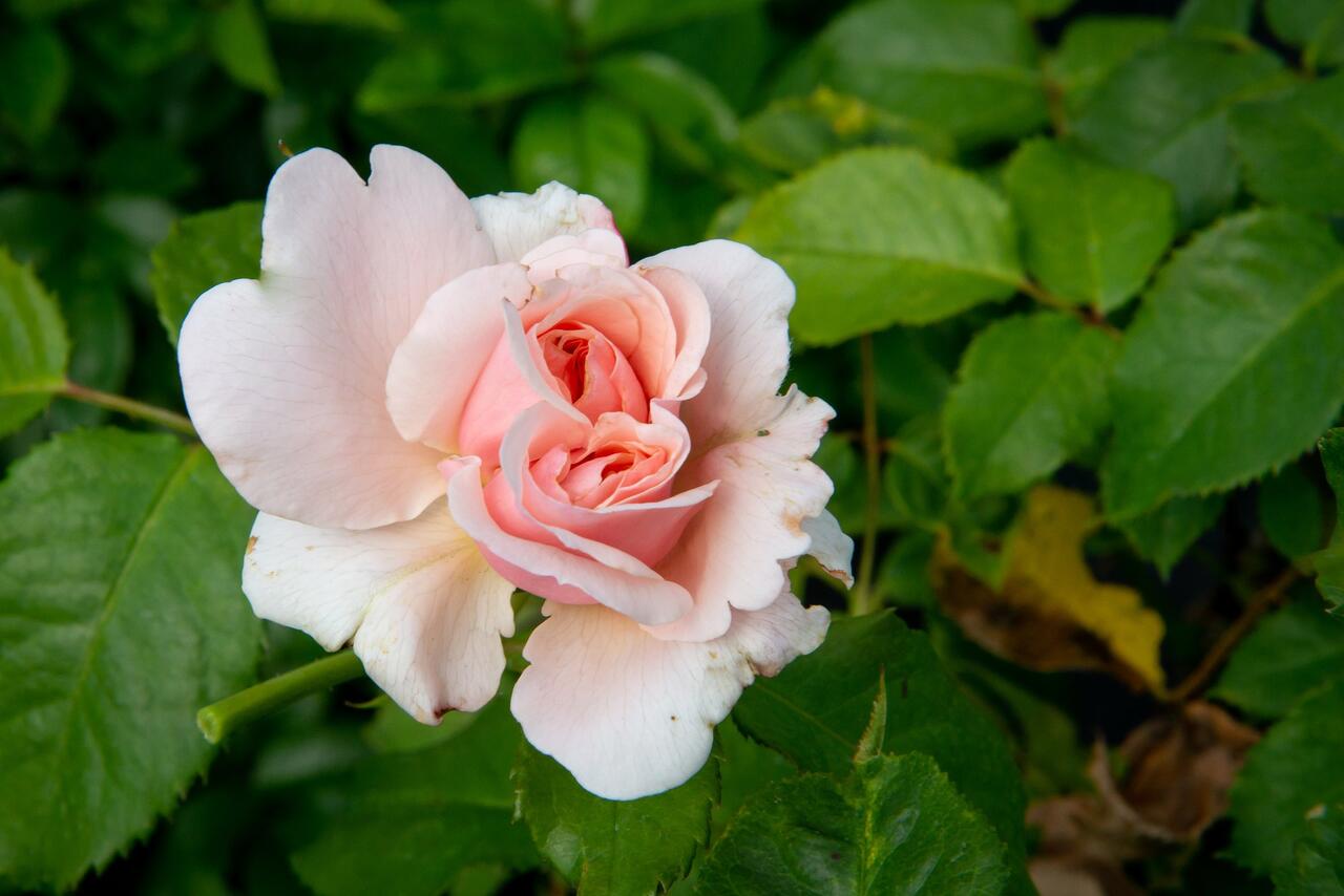 Růže pnoucí Kordes 'Rosanna' - Rosa PN 'Rosanna' | Zahradnictví FLOS