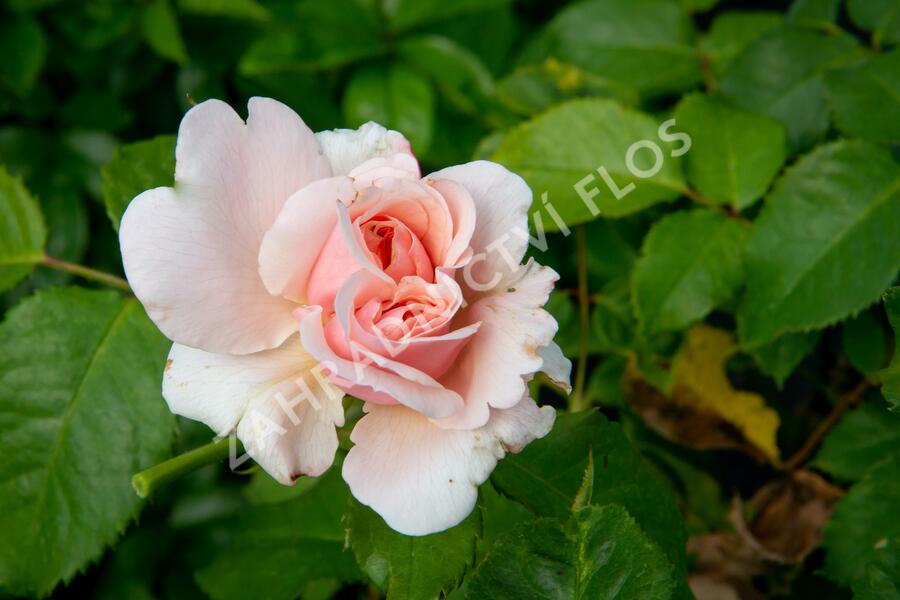 Růže pnoucí Kordes 'Rosanna' - Rosa PN 'Rosanna'