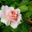 Růže pnoucí Kordes 'Rosanna' - Rosa PN 'Rosanna'