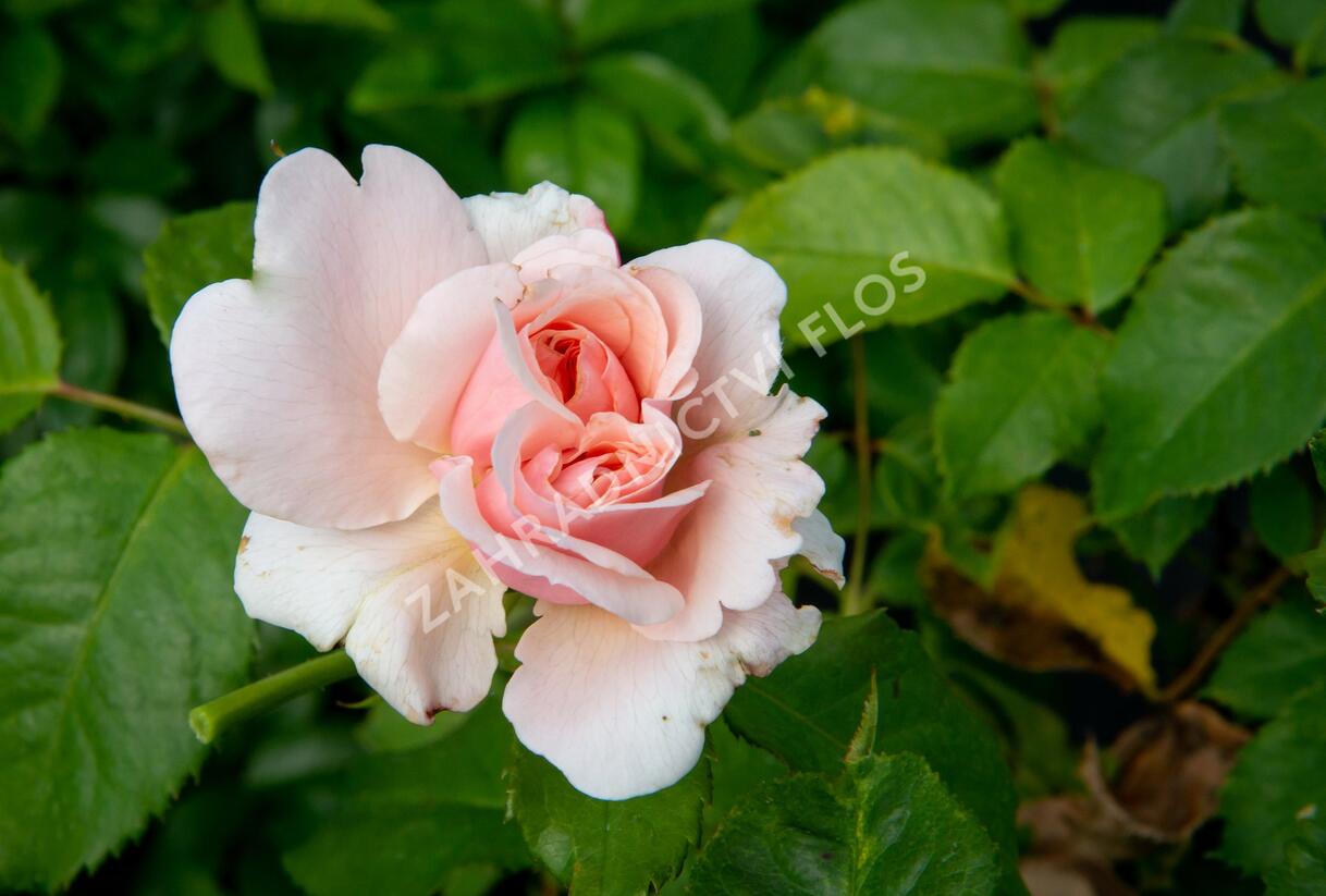 Růže pnoucí Kordes 'Rosanna' - Rosa PN 'Rosanna'
