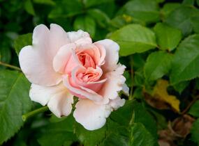 Růže pnoucí Kordes 'Rosanna' - Rosa PN 'Rosanna'