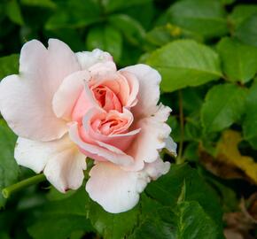 Růže pnoucí Kordes 'Rosanna' - Rosa PN 'Rosanna'