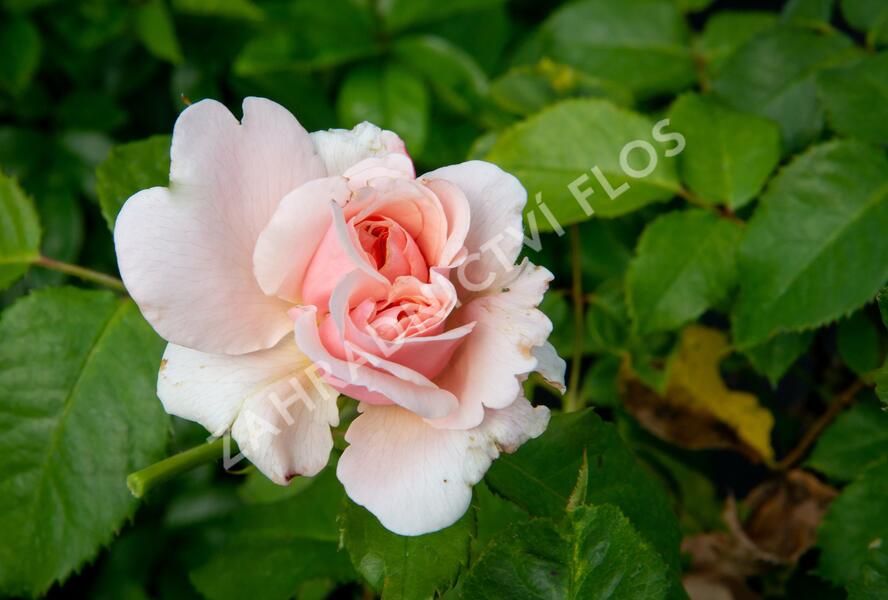 Růže pnoucí Kordes 'Rosanna' - Rosa PN 'Rosanna'