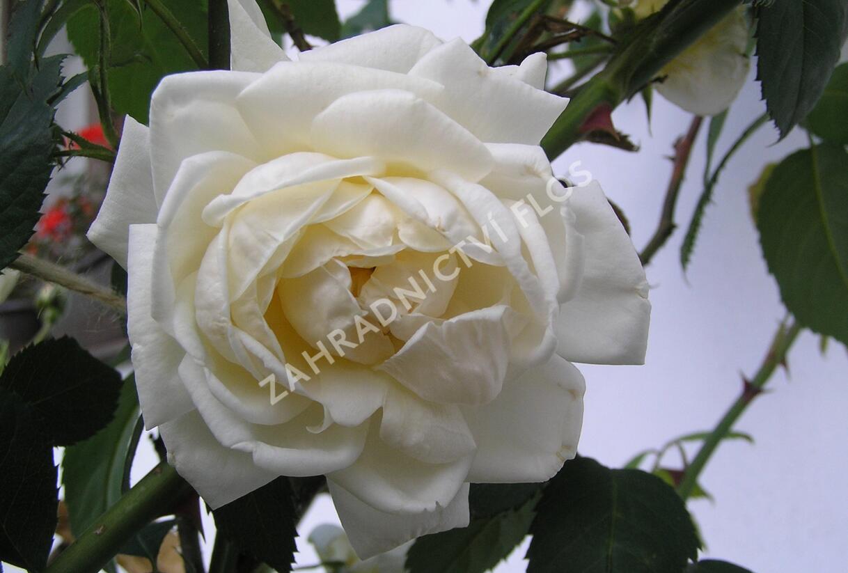 Růže pnoucí Kordes 'Alaska' - Rosa PN 'Alaska'