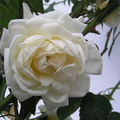 Růže pnoucí Kordes 'Alaska' - Rosa PN 'Alaska'