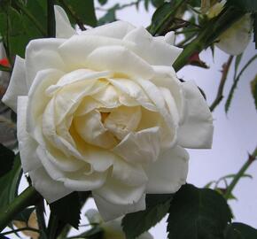 Růže pnoucí Kordes 'Alaska' - Rosa PN 'Alaska'