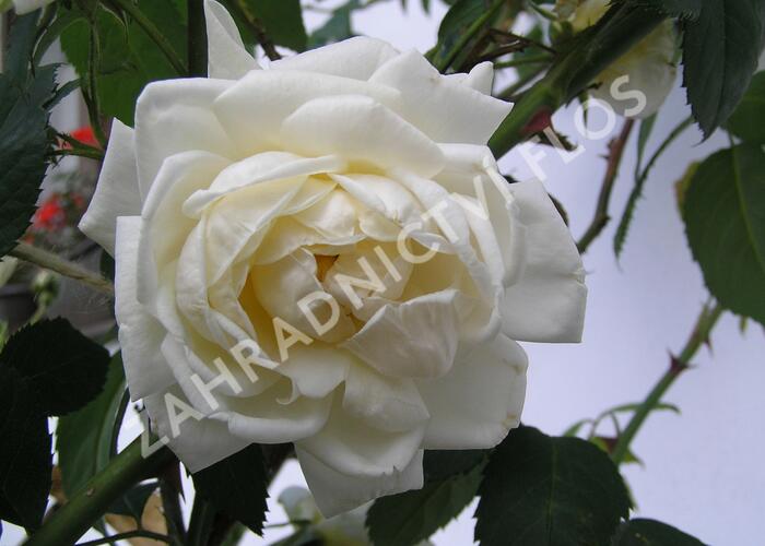 Růže pnoucí Kordes 'Alaska' - Rosa PN 'Alaska'
