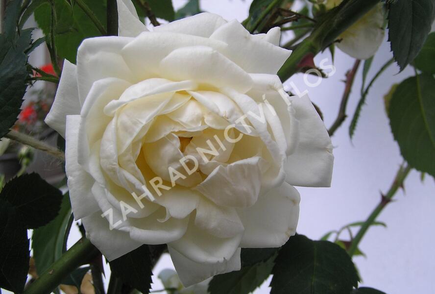 Růže pnoucí Kordes 'Alaska' - Rosa PN 'Alaska'