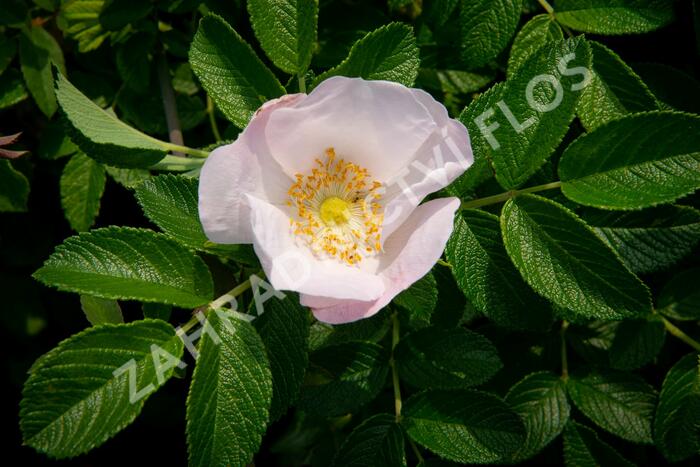 Růže svraskalá 'Alba' - Rosa rugosa 'Alba'