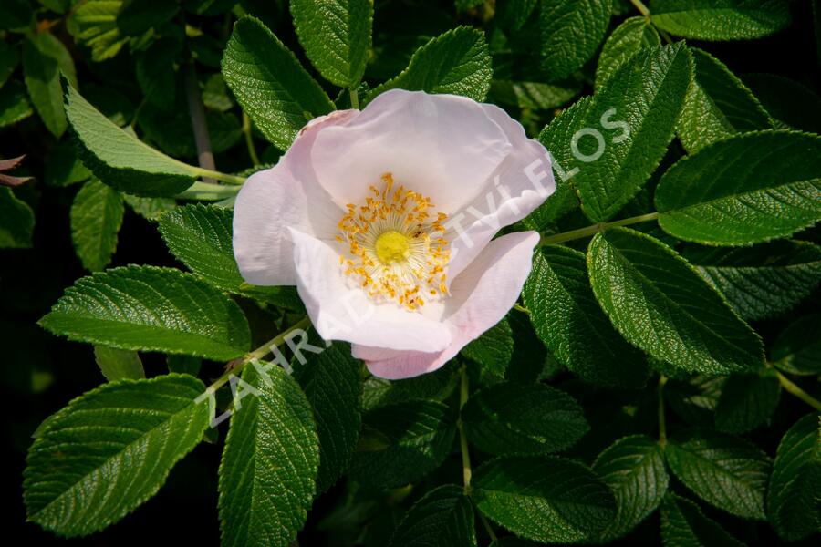 Růže svraskalá 'Alba' - Rosa rugosa 'Alba'