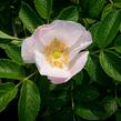 Růže svraskalá 'Alba' - Rosa rugosa 'Alba'