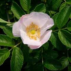Růže svraskalá 'Alba' - Rosa rugosa 'Alba'