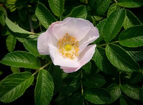 Růže svraskalá 'Alba' - Rosa rugosa 'Alba'
