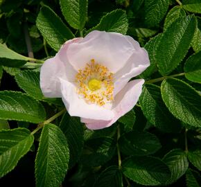 Růže svraskalá 'Alba' - Rosa rugosa 'Alba'