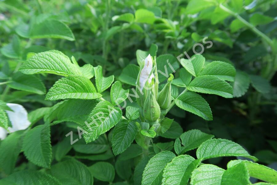 Růže svraskalá 'Alba' - Rosa rugosa 'Alba'