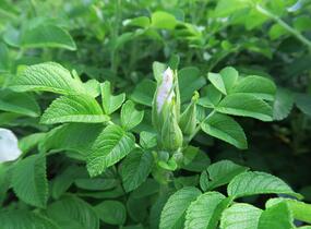 Růže svraskalá 'Alba' - Rosa rugosa 'Alba'