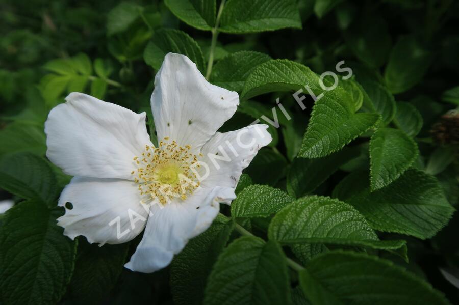 Růže svraskalá 'Alba' - Rosa rugosa 'Alba'