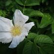 Růže svraskalá 'Alba' - Rosa rugosa 'Alba'