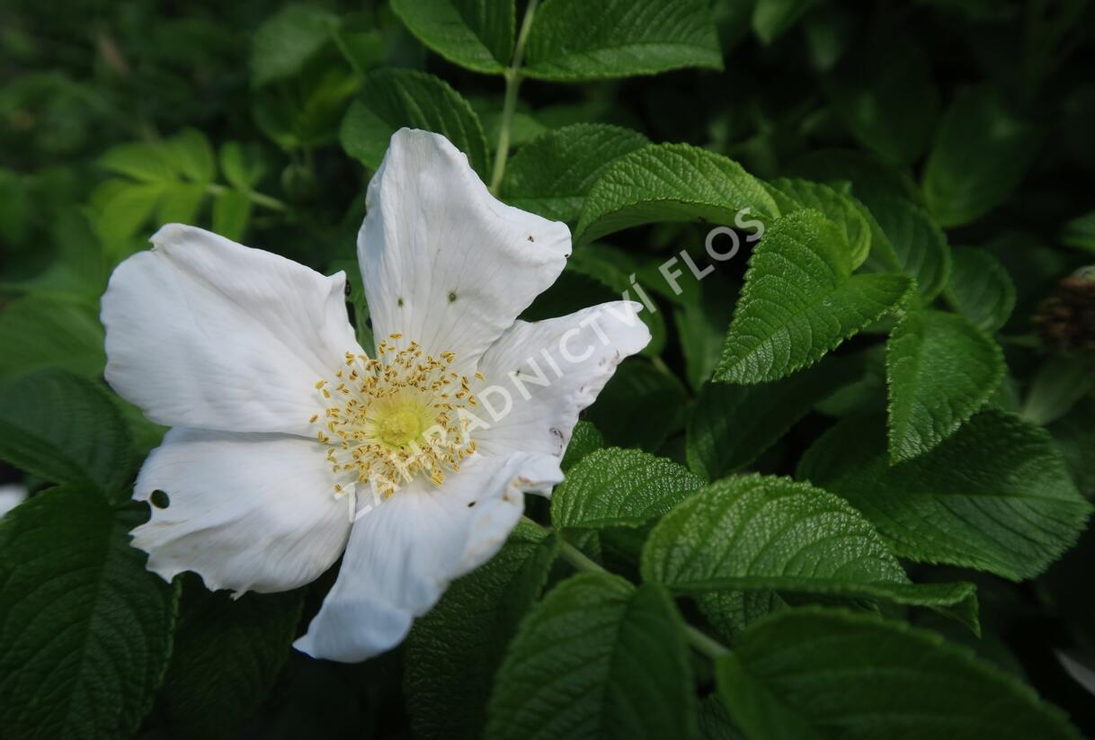 Růže svraskalá 'Alba' - Rosa rugosa 'Alba'