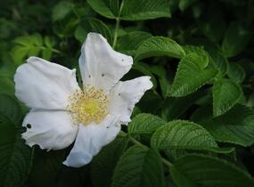 Růže svraskalá 'Alba' - Rosa rugosa 'Alba'
