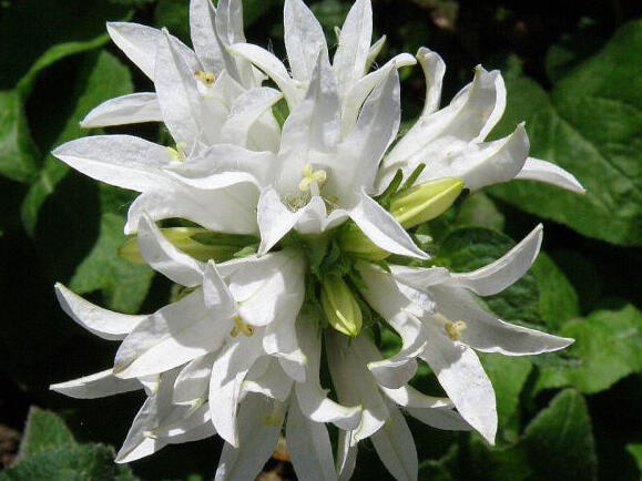 Zvonek klubkatý 'Alba' - Campanula glomerata 'Alba'