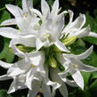 Zvonek klubkatý 'Alba' - Campanula glomerata 'Alba'