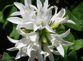 Zvonek klubkatý 'Alba' - Campanula glomerata 'Alba'