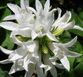 Zvonek klubkatý 'Alba' - Campanula glomerata 'Alba'