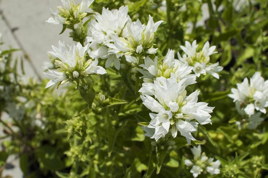Zvonek klubkatý 'Alba' - Campanula glomerata 'Alba'