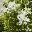 Zvonek klubkatý 'Alba' - Campanula glomerata 'Alba'