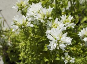 Zvonek klubkatý 'Alba' - Campanula glomerata 'Alba'