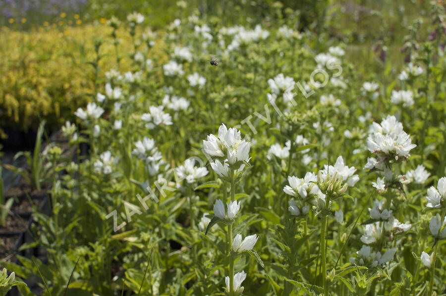 Zvonek klubkatý 'Alba' - Campanula glomerata 'Alba'