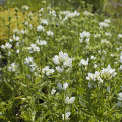Zvonek klubkatý 'Alba' - Campanula glomerata 'Alba'