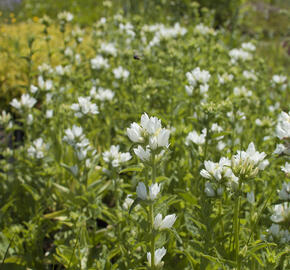 Zvonek klubkatý 'Alba' - Campanula glomerata 'Alba'