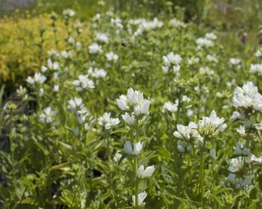 Zvonek klubkatý 'Alba'