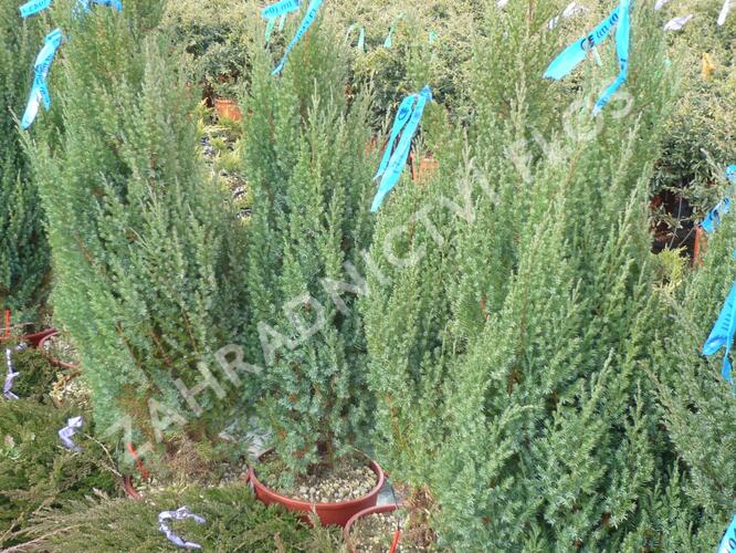 Jalovec čínský 'Stricta' - Juniperus chinensis 'Stricta'