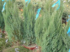 Jalovec čínský 'Stricta' - Juniperus chinensis 'Stricta'