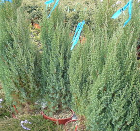 Jalovec čínský 'Stricta' - Juniperus chinensis 'Stricta'