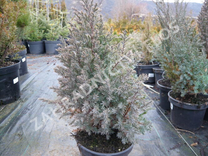 Jalovec čínský 'Stricta' - Juniperus chinensis 'Stricta'