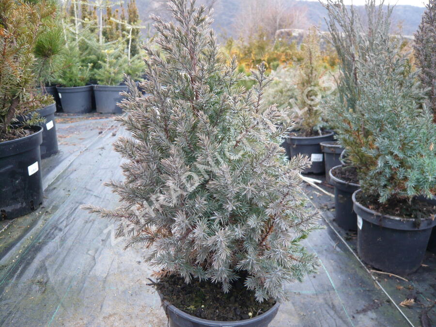 Jalovec čínský 'Stricta' - Juniperus chinensis 'Stricta'