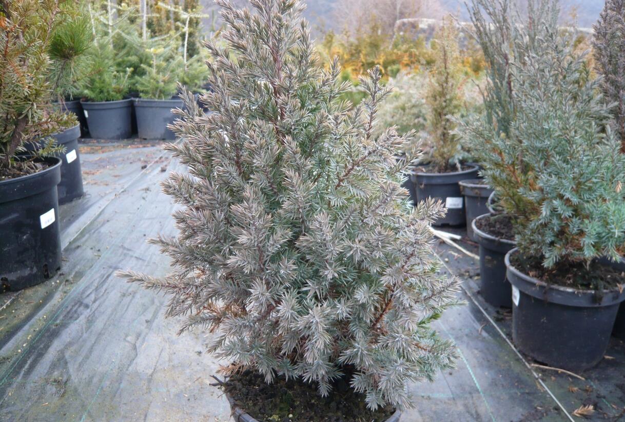 Jalovec čínský 'Stricta' - Juniperus chinensis 'Stricta'